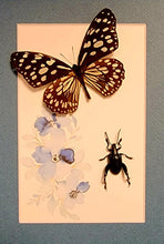 Load image into Gallery viewer, Glassy Tiger & Frog Beetle