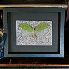 Load image into Gallery viewer, Katydid