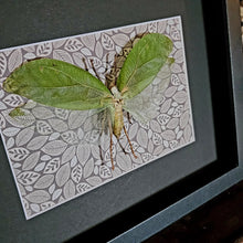 Load image into Gallery viewer, Katydid