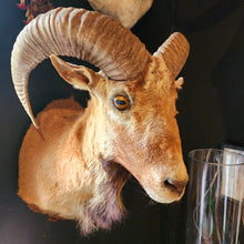 Load image into Gallery viewer, RASPUTIN THE RAM
