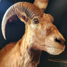Load image into Gallery viewer, RASPUTIN THE RAM