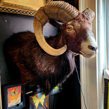 Load image into Gallery viewer, Fred the Black Ram
