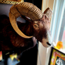 Load image into Gallery viewer, Fred the Black Ram