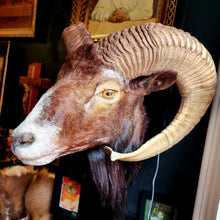 Load image into Gallery viewer, Fred the Black Ram