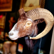 Load image into Gallery viewer, Fred the Black Ram