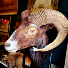 Load image into Gallery viewer, Fred the Black Ram