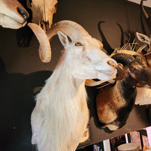 Load image into Gallery viewer, Toddy the White Ram