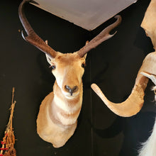 Load image into Gallery viewer, Newman the Pronghorn Antelope