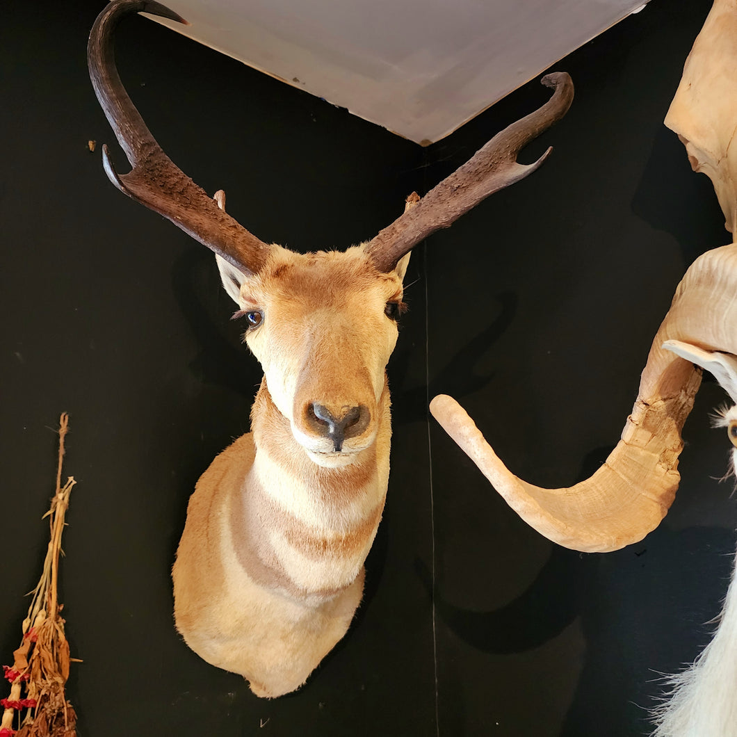 Newman the Pronghorn Antelope