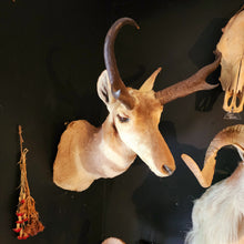 Load image into Gallery viewer, Newman the Pronghorn Antelope
