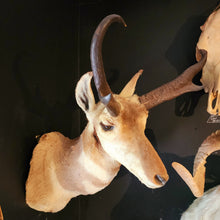 Load image into Gallery viewer, Newman the Pronghorn Antelope