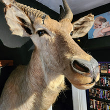 Load image into Gallery viewer, Wesley the Water Buck
