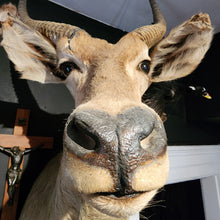 Load image into Gallery viewer, Wesley the Water Buck