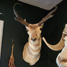 Load image into Gallery viewer, Newman the Pronghorn Antelope