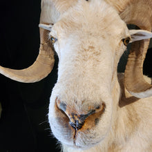 Load image into Gallery viewer, Toddy the White Ram