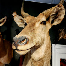 Load image into Gallery viewer, Wesley the Water Buck