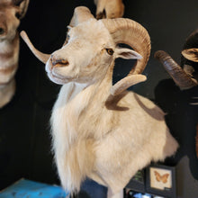 Load image into Gallery viewer, Toddy the White Ram