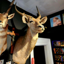 Load image into Gallery viewer, Wesley the Water Buck