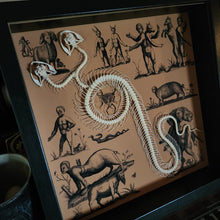 Load image into Gallery viewer, Double Headed Snake Skeleton