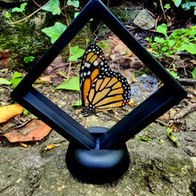 Load image into Gallery viewer, Monarch Butterfly - Danaus plexippus
