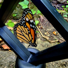 Load image into Gallery viewer, Monarch Butterfly - Danaus plexippus