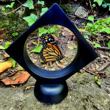 Load image into Gallery viewer, Monarch Butterfly - Danaus plexippus
