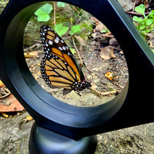 Load image into Gallery viewer, Monarch Butterfly - Danaus plexippus