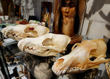Load image into Gallery viewer, Coyote Skull