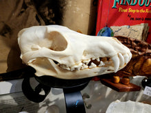 Load image into Gallery viewer, Coyote Skull