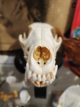Load image into Gallery viewer, Coyote Skull
