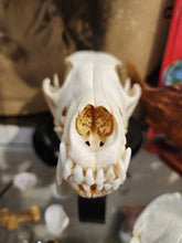 Load image into Gallery viewer, Coyote Skull
