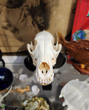 Load image into Gallery viewer, Coyote Skull
