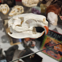 Load image into Gallery viewer, Beaver Skull