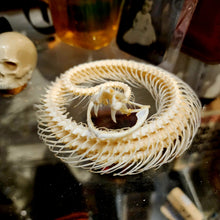 Load image into Gallery viewer, Viper Snake Skeleton