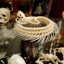 Load image into Gallery viewer, Viper Snake Skeleton