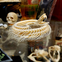 Load image into Gallery viewer, Viper Snake Skeleton