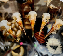 Load image into Gallery viewer, WHITE BREASTED WATER HEN SKULL