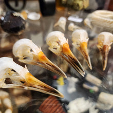 Load image into Gallery viewer, WHITE BREASTED WATER HEN SKULL