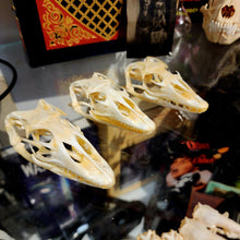 Load image into Gallery viewer, CAIMAN SKULL