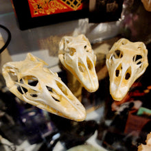 Load image into Gallery viewer, CAIMAN SKULL