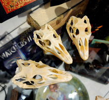 Load image into Gallery viewer, CAIMAN SKULL