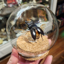 Load image into Gallery viewer, Stag Beetle Globe -
