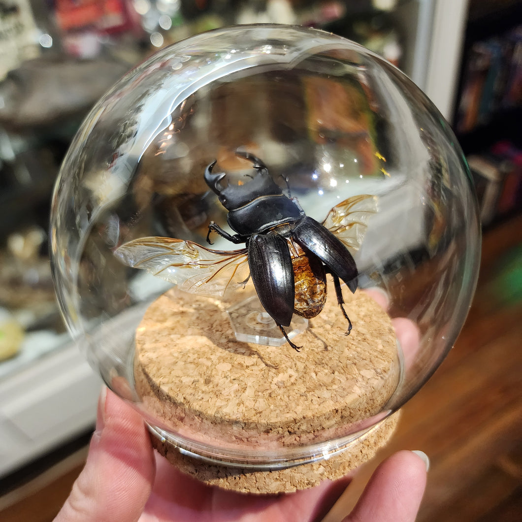 Stag Beetle Globe -