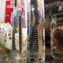 Load image into Gallery viewer, Centipede Wet Specimen
