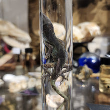 Load image into Gallery viewer, Lizard Wet Specimen

