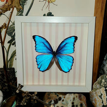 Load image into Gallery viewer, Morpho Butterfly