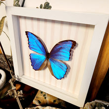 Load image into Gallery viewer, Morpho Butterfly