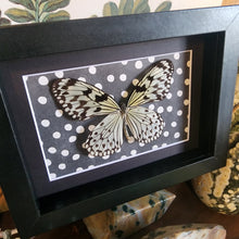 Load image into Gallery viewer, Idea Leuconoe Obsura