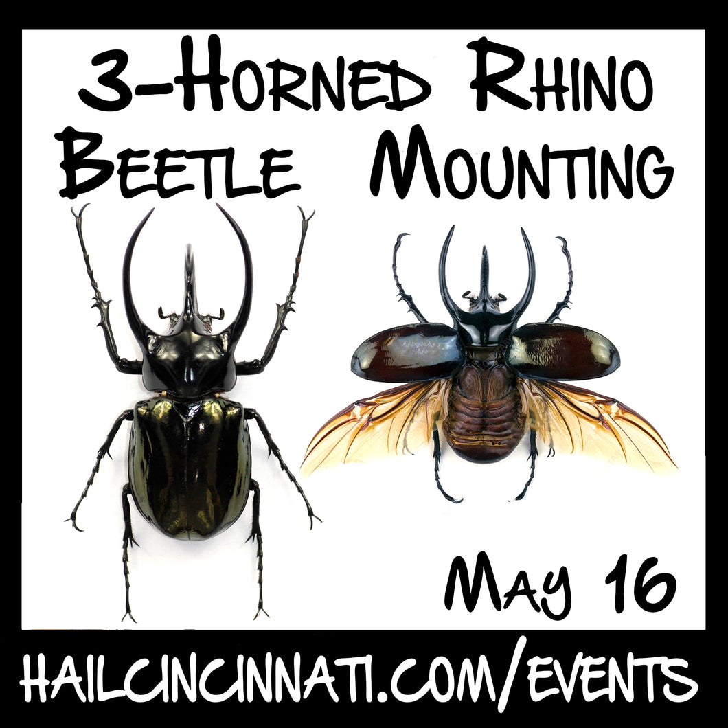 Beetle Mounting Workshop 05/16/24