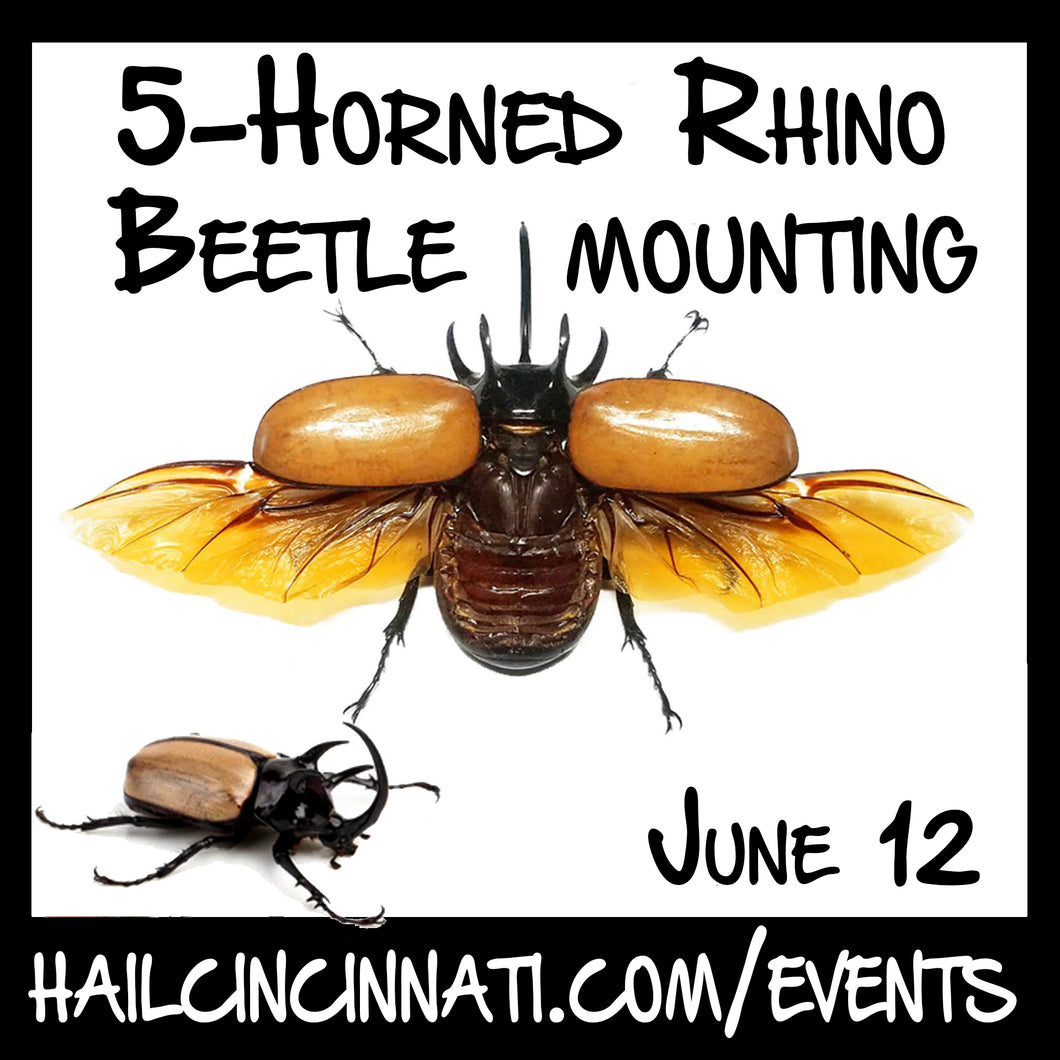 Beetle Mounting Workshop 06/12/24